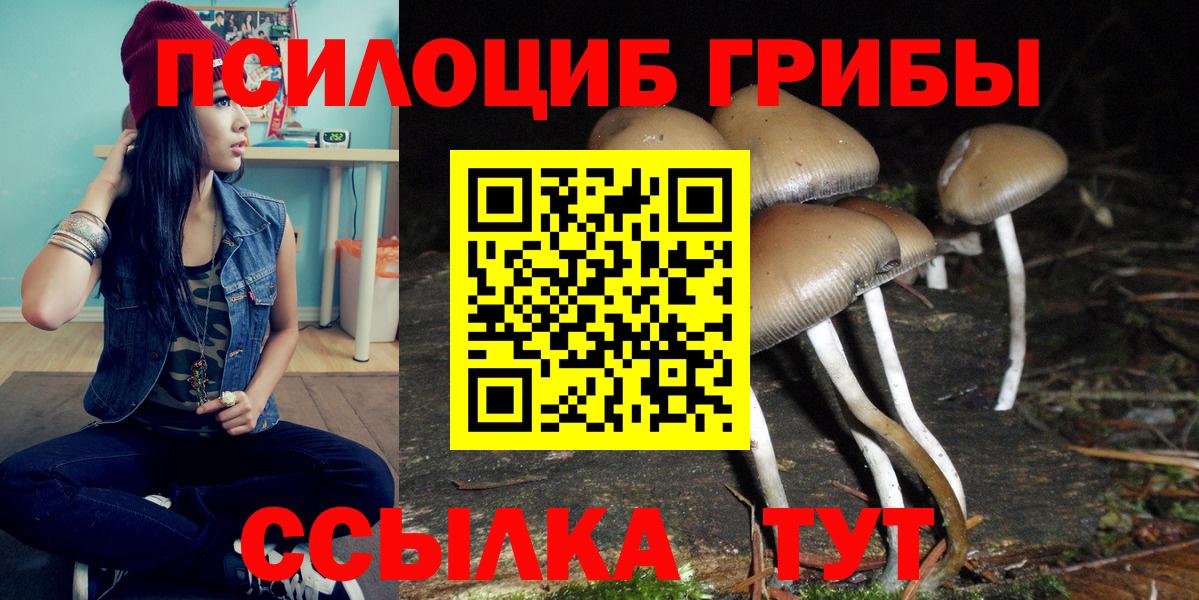 Псилоцибиновые грибы Psilocybe Волгодонск